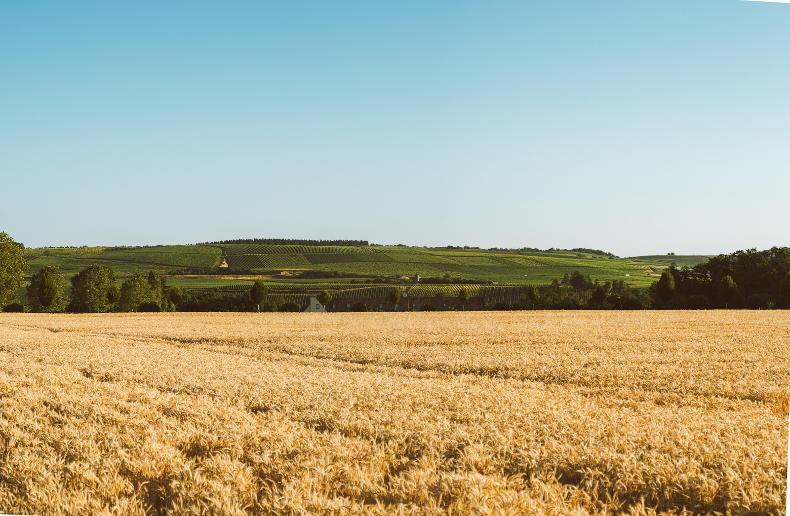 Erste-Lage-Weinberge-Nahe