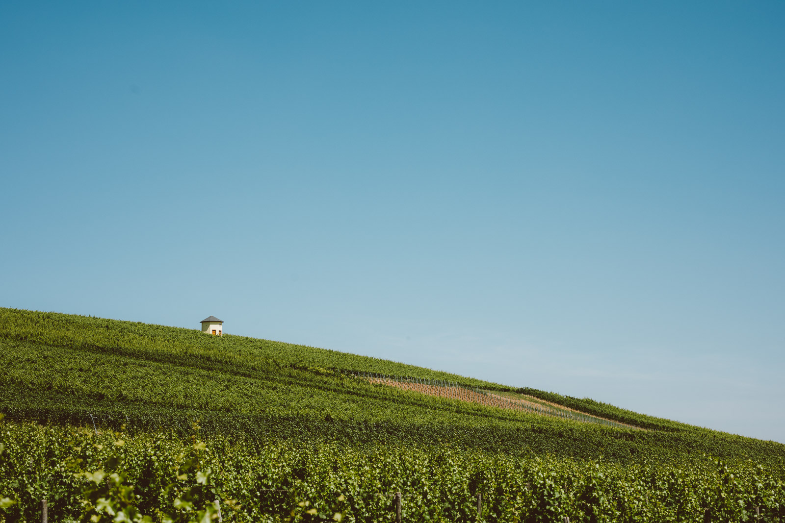 Wines