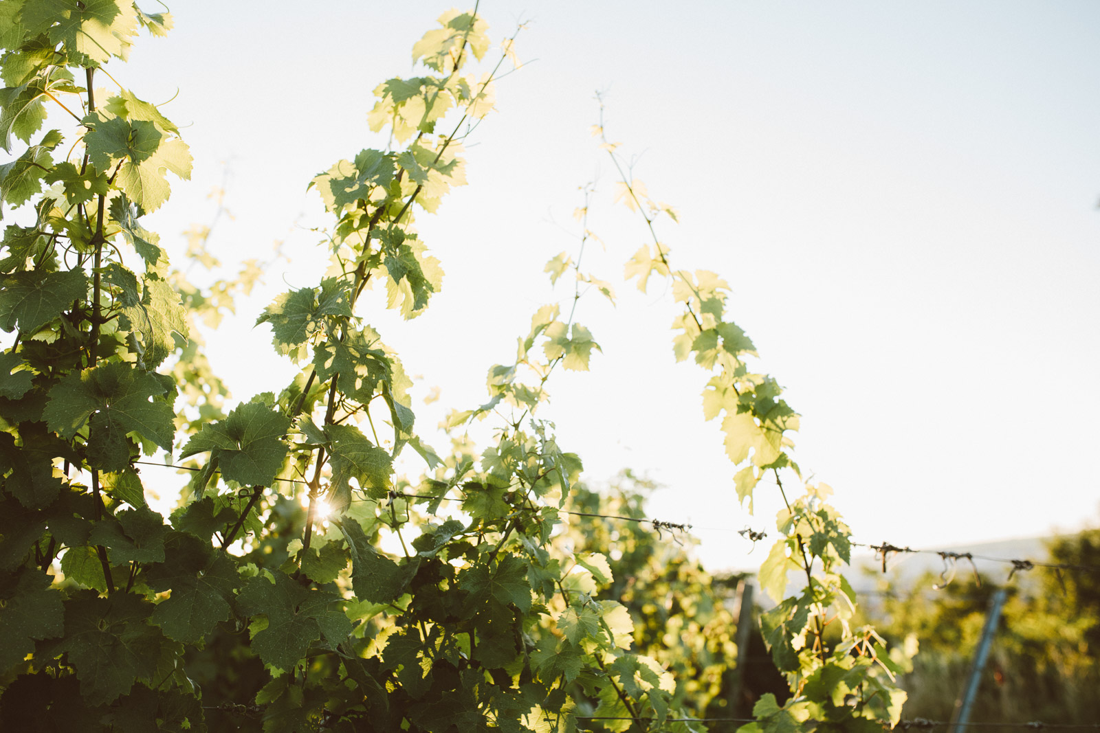 Biologische-Weinproduktion-an-der-Nahe